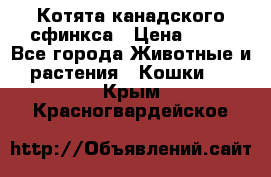 Котята канадского сфинкса › Цена ­ 15 - Все города Животные и растения » Кошки   . Крым,Красногвардейское